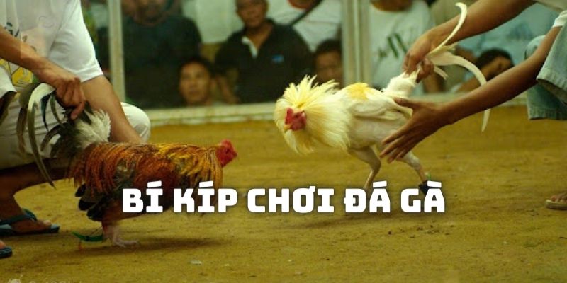 Chia sẻ bí kíp chơi đá gà online cực hay tại nhà cái đổi thưởng số 1