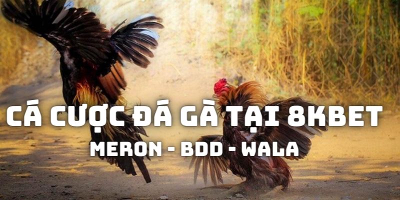 Tham gia cá cược game đá gà tại nhà cái 8KBET với 3 bước dễ dàng
