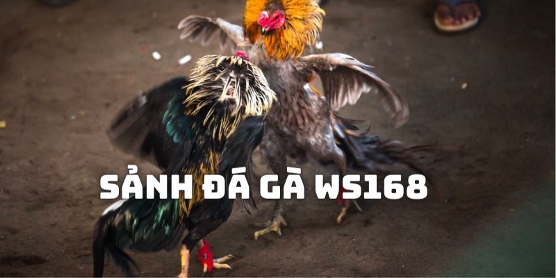 Sảnh đá gà WS168 với rất nhiều thế mạnh vượt trội