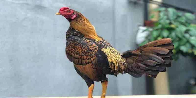 Đá Gà Asil - Hình Thức Đá Gà 8kbet Hấp Dẫn Nhất 2024