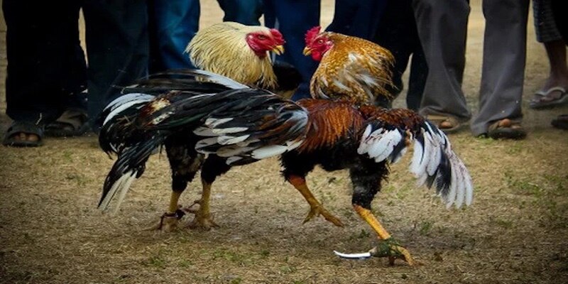 Điểm thú vị trong lối đá gà Asil lừng danh