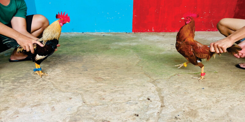 Mồng đá gà Asil cựa tròn