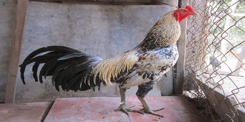 Lưu ý khi chọn mua chiến kê thi đấu đá gà Asil tại 8kbet